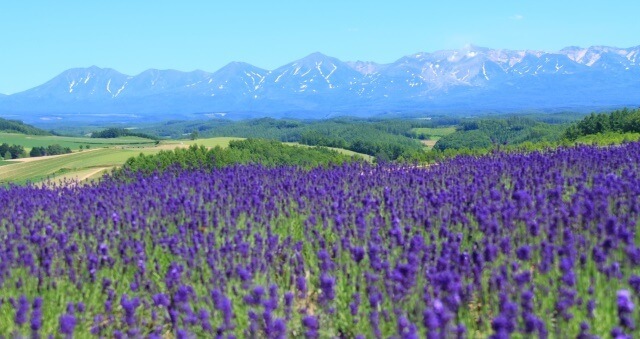 北海道の観光地「ラベンダー畑」イメージ画像