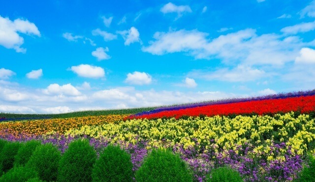 北海道の観光地 ラベンダー畑と青空イメージ画像