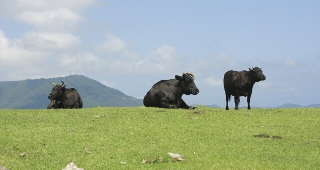 中国地方の観光スポット「島根県の放牧の様子」のイメージ画像